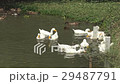 Group domestic ducks feeding in the pond. Group domestic ducks feeding in the pond. 29487791