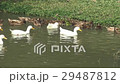 Domestic white ducks swim in the pond. Domestic white ducks swim in the pond. 29487812