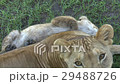 LION CUB AND MOTHER - CLOSE 29488726
