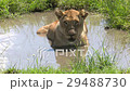 LION IN WATER 29488730