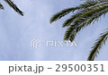 Date palm leaves and white clouds background 29500351