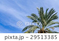 Date palm leaves and white clouds background 29513385