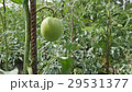 Tomatoes grow shrub with ripening tomatoes in the 29531377