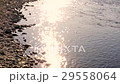 朝　輝く多摩川 29558064