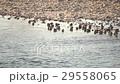 多摩川　鴨 29558065