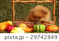 charming little Pomeranian puppy 29742849
