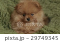 charming little Pomeranian puppy 29749345