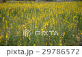 yellow flowers 29786572