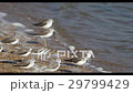 Seaside bird 29799429
