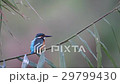 Kingfisher 29799430
