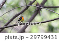 Kibitaki 29799431