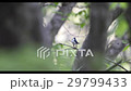 blue bird	 29799433
