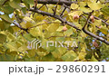 Autumn, leaves and fruit of the ginkgo tree 29860291