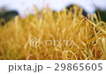Wheat Field Caressed by Wind with trees on 29865605