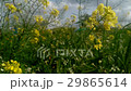Close up shoot of yellow flowers waving on wind 29865614