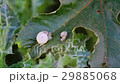 Snail couple. Snail lovers. Separete snail couple 29885068