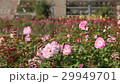 薔薇　フォーカスイン 29949701