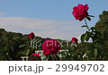 風に揺れる薔薇 29949702