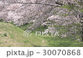 春天的場景落花瓣盛開的櫻花盛開 30070868