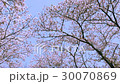 從櫻花盛開的藍天背景花瓣吹在風中，與平平舞 30070869
