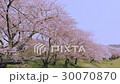 盛開的櫻花盛開的寧靜春天景觀隨著微風輕輕散落 30070870