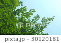 Branches of a tree with leaves 30120181