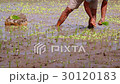 Bali. Rice field. Planting of seedlings in mud 30120183