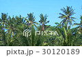Palm grove on a background of blue sky 30120189