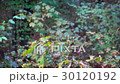 Mosquitoes in the woods 30120192