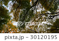 Swirling autumn forest 30120195