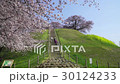 桜　埼玉古墳群　散策 30124233