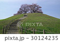 桜　埼玉古墳群　散策 30124235
