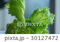 Time lapse of cut lettuce regrowing for a day 30127472