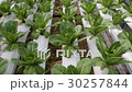 Hydroponic vegetables growing in greenhouse 30257844