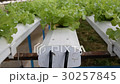 Hydroponic vegetables growing in greenhouse 30257845