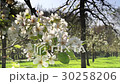 Pear blossom in The Netherlands 30258206