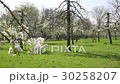 Pear blossom in The Netherlands 30258207