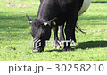Cow grazing in The netherlands 30258210