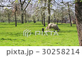 Sheep and lamb in The Netherlands 30258214