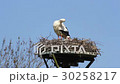 Stork and young on nest in The Netherlands 30258217