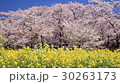 赤城南側的Senbonzakura的櫻花和油菜花Gumma Prefecture Maebashi City 30263173
