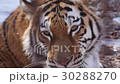 Amur tiger in the forest 30288270