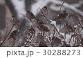 Sparrows on branches in winter 30288273