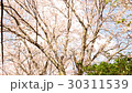 さくら（５） 30311539