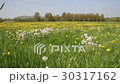 Field of dandelions in The Netherlands 30317162