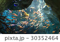 在光的熱帶魚 30352464