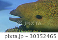 鰻魚 30352465