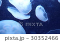 蓬鬆的水母 30352466