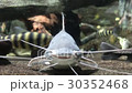 鯰魚 30352468