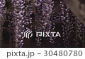 Wisteria 30480780